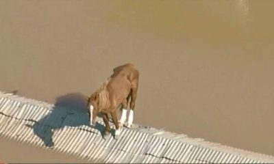 Defesa Civil teve receio de que cavalo se assustasse com chegada de helicóptero e escolheu resgatar