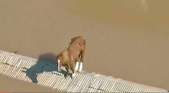 Defesa Civil teve receio de que cavalo se assustasse com chegada de helicóptero e escolheu resgatar