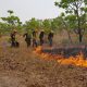 Incêndio volta atingir Pantanal