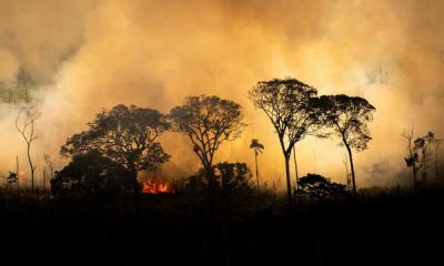fogo amazonia greenpeace
