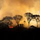 fogo amazonia greenpeace