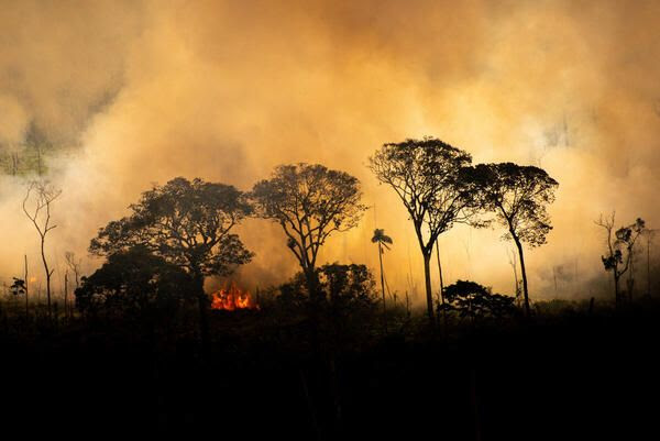 fogo amazonia greenpeace