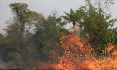 Imagem de árvores e plantas pegando fogo na Amazônia