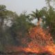 Imagem de árvores e plantas pegando fogo na Amazônia